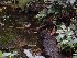 Water Fowl