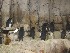 Penguins