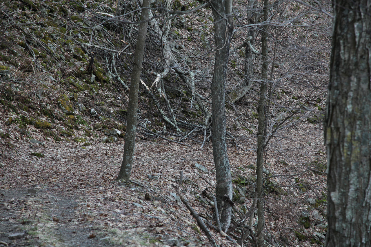 Trail View