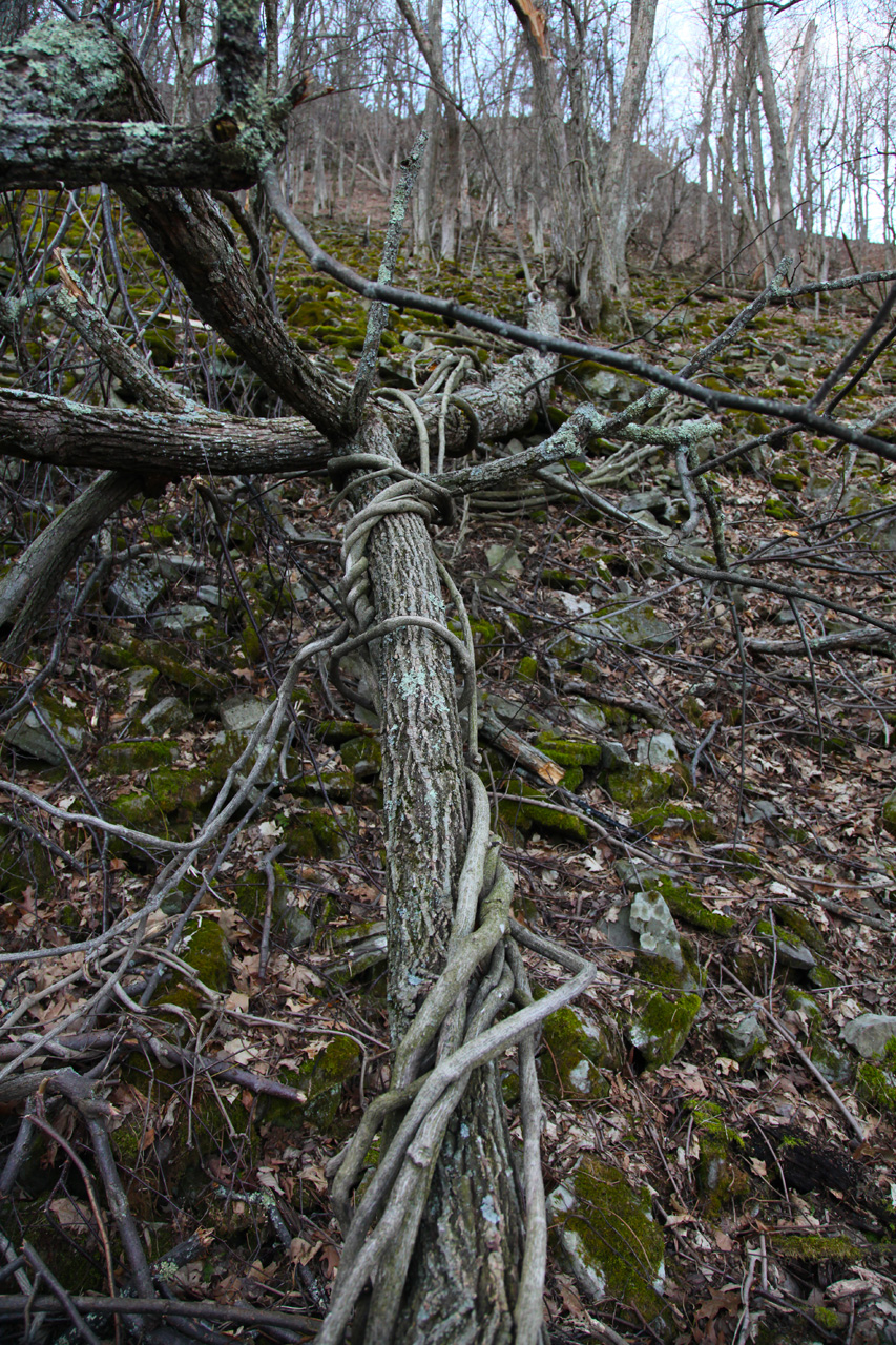 Twisted Vines