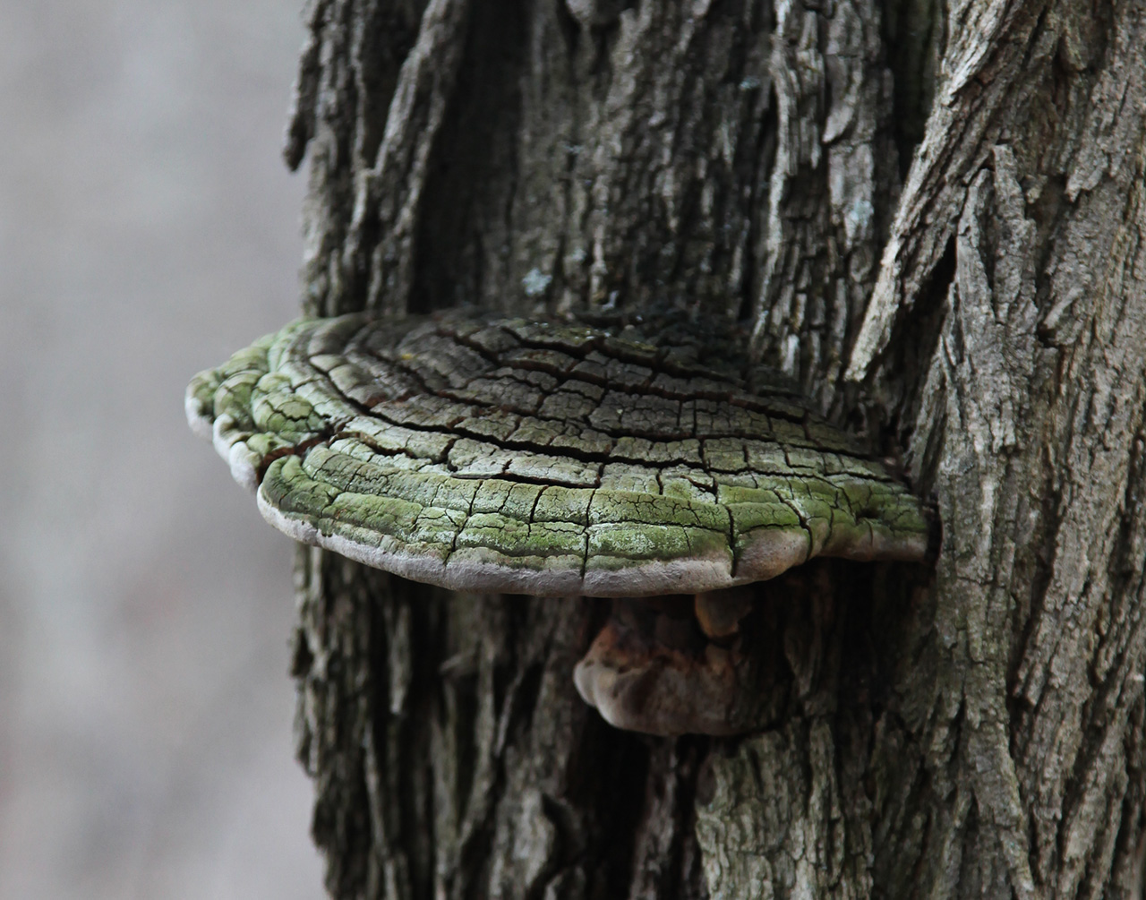 Mushroom