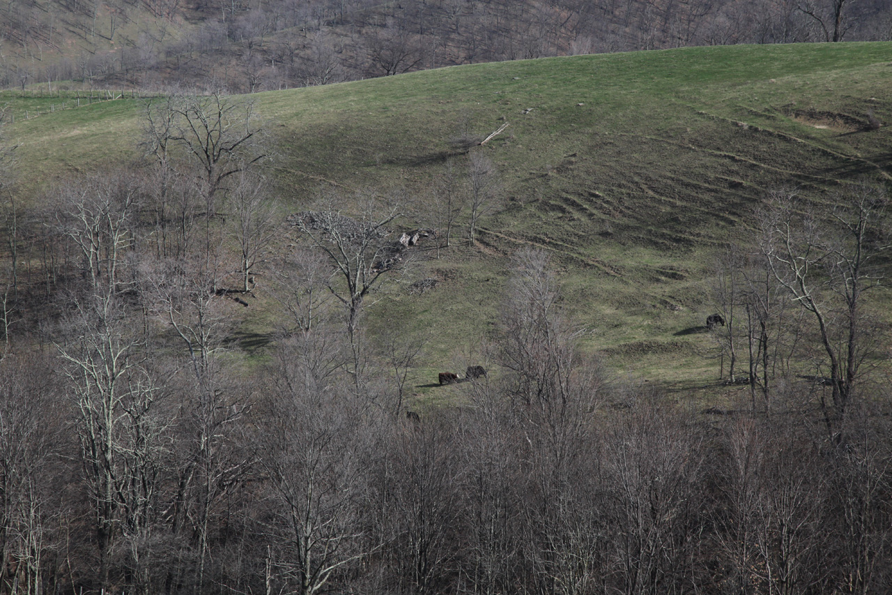 Trail