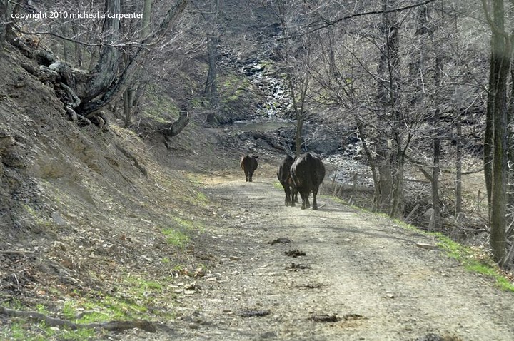 Following the Cows Home...
