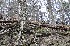 Knarly Vines and Tree
