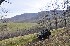 Foothills
