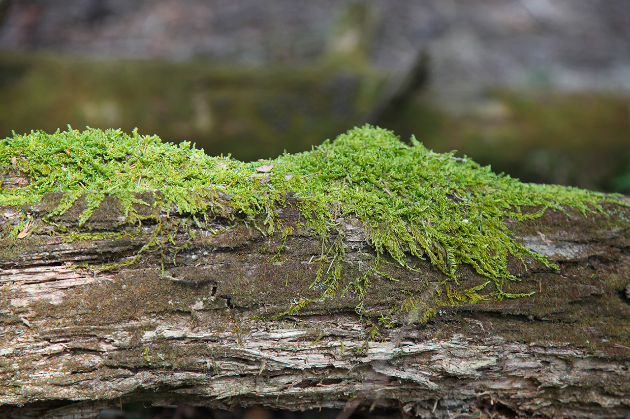 Mossy Fence