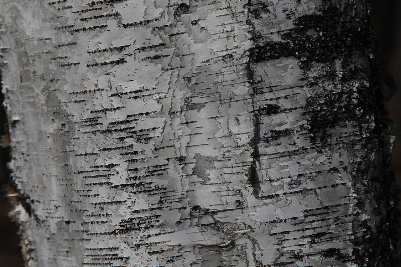Silver Birch
