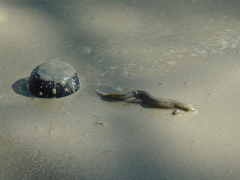 Salamander - Click to Enlarge