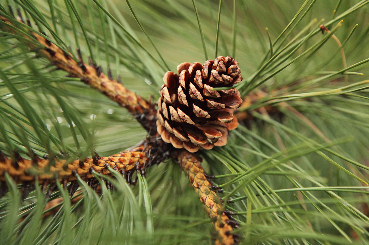 Pine Cone