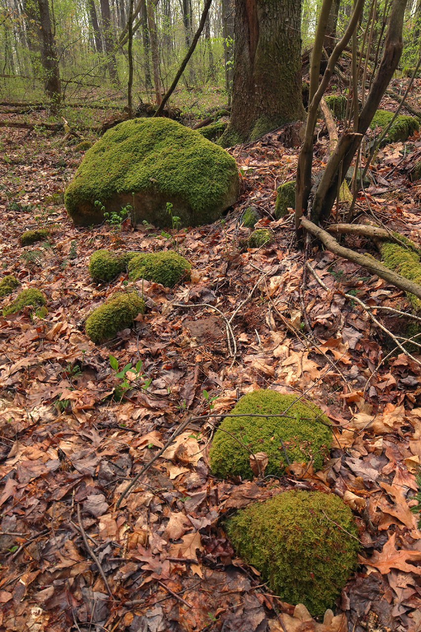 Stones and Moss