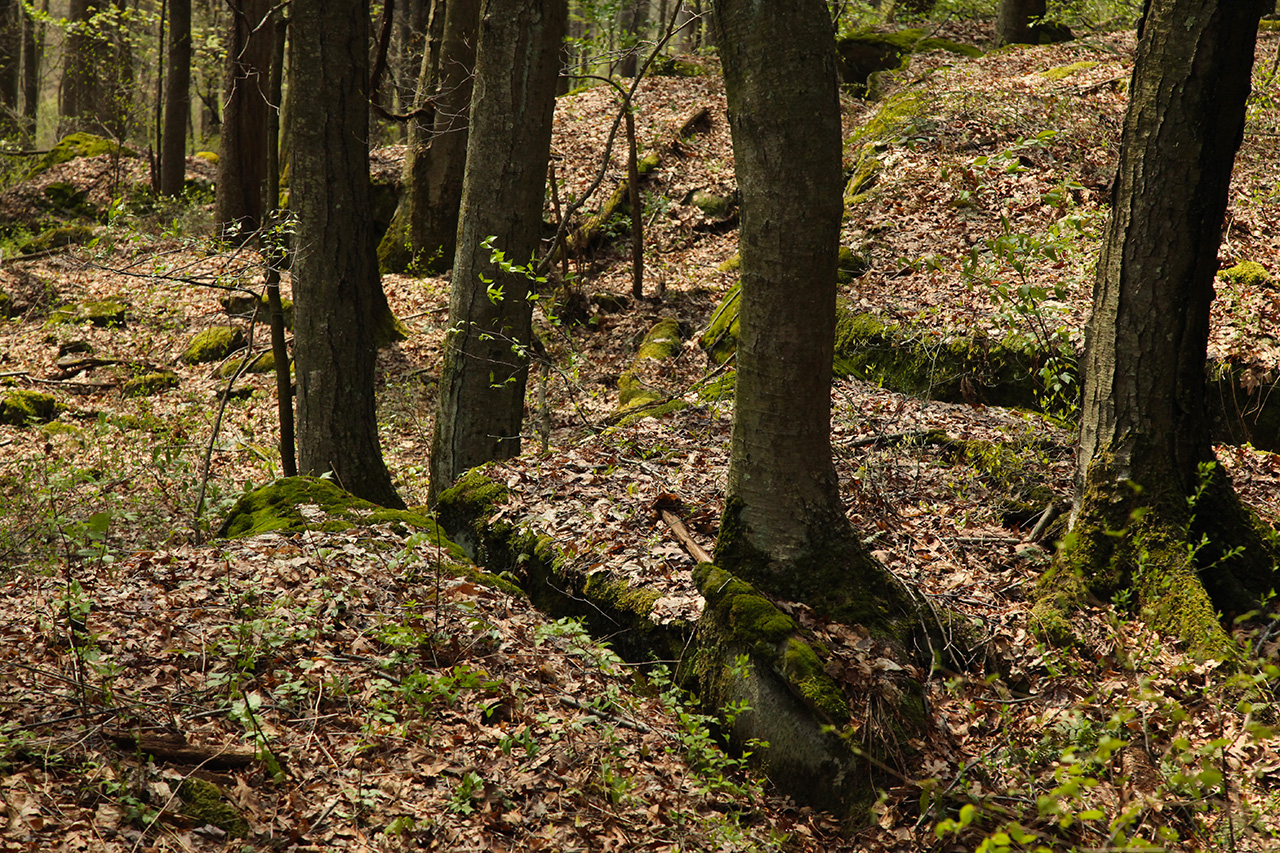 Wooded Scene