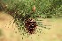Pine Cone