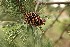 Pine Cone