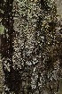 Tree Fungus