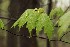 New Leaves