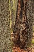 Wood Pecker Haunt