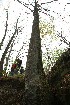 Older Patrol Excursion
