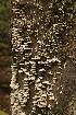 Tree Fungus