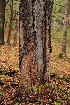 Old Tree