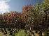 Morning at King Trees
