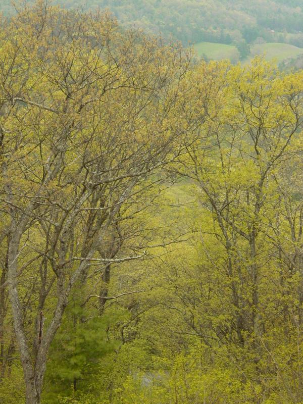View from Confederate Breastworks Cache