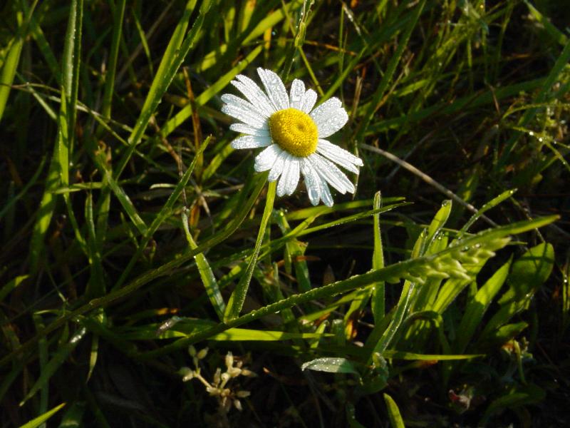 Lone Daisy at Oak Ridge Muster field