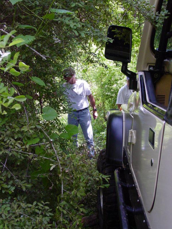 Clearing Vines