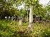 Sneeds Burial Plot
