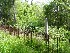 Sneed Burial Plot