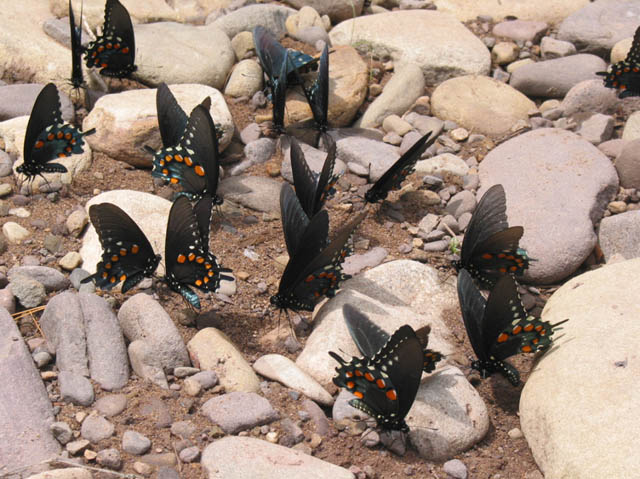 Butterflies