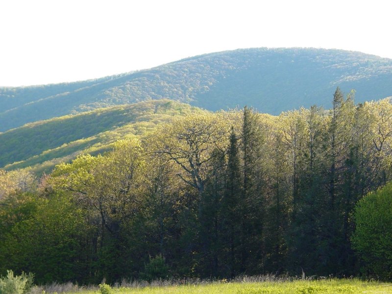 Morning on Meadow Knob