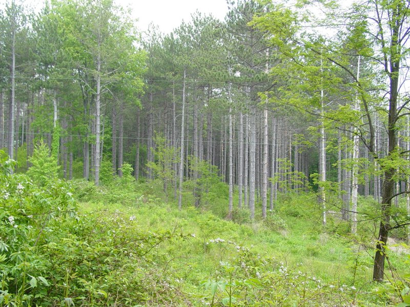 Nice stand of Pines