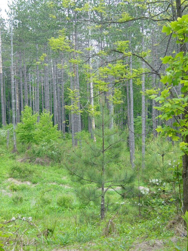Small Pines