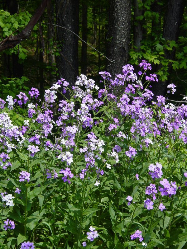 Pretty Flowers