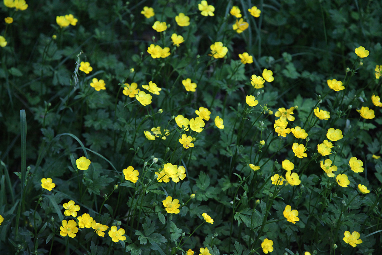 Butter Cups at Swallow Falls State Park