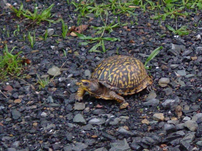 Turtle