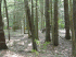 Jeeps in the wood
