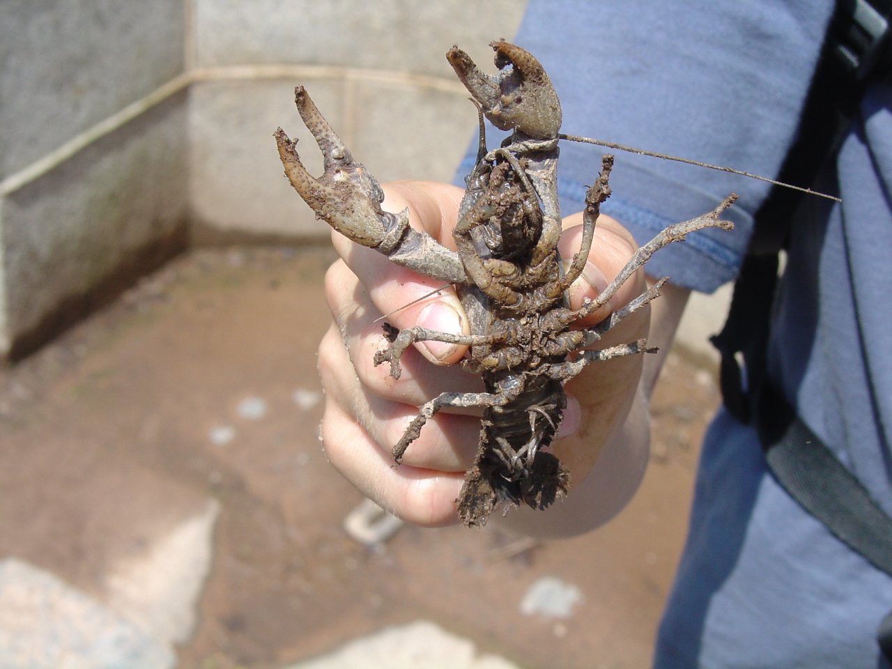 Crawfish Near Spangler's Spring