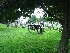 Cannon in Gettysburg National Cemetery