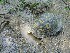 Turtle Near Spangler's Spring