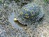 Turtle Near Spangler's Spring