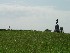 View across field