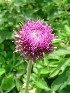 Thistle