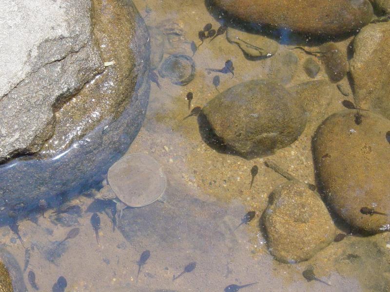 Tadpoles and... Do you see anything else? - Click to Enlarge