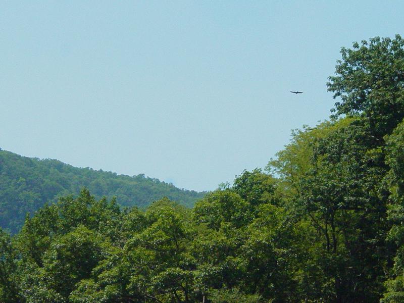 Birds Catching Updrafts - Click to Enlarge