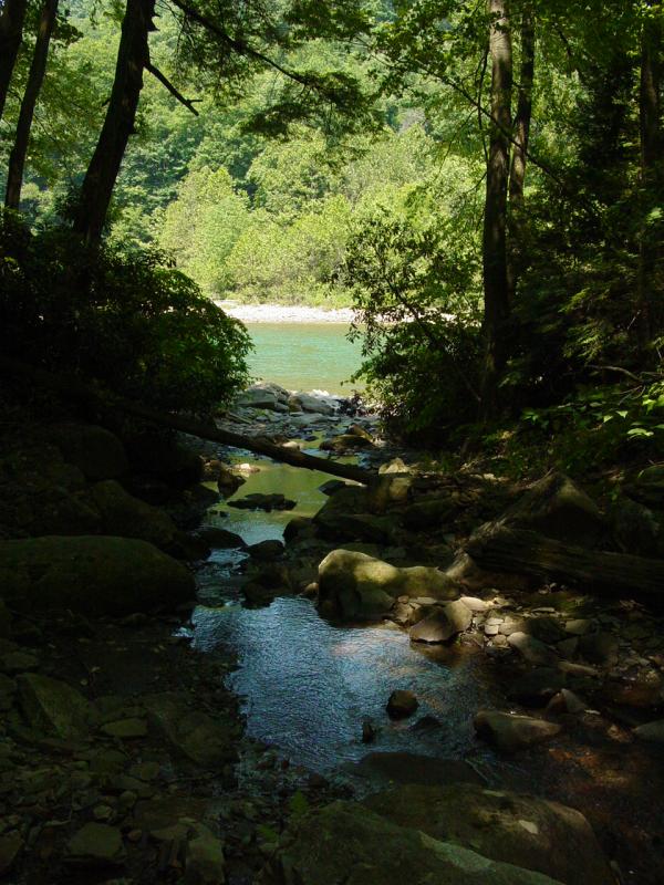 Peeking out at The Cheat River - Click to Enlarge
