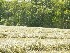 Fresh-cut Fields