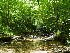 Looking up the stream
