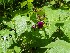 Wild Roses?
