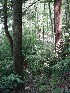 Light at the Clearing